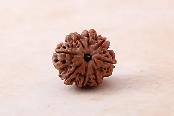 Certifed 8 Mukhi Rudraksha Single Bead Certifed 8 Mukhi Rudraksha Single Bead
