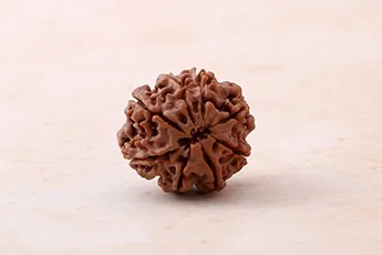 Original 8 Mukhi Rudraksha Single Bead Original 8 Mukhi Rudraksha Single Bead