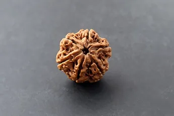 Online 6 Mukhi Rudraksha Single Bead