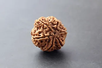 Certifed 6 Mukhi Rudraksha Single Bead