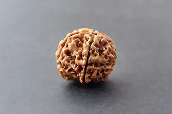 Original 6 Mukhi Rudraksha Single Bead