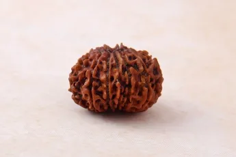 Online 13 Mukhi Rudraksha Single Bead Online 13 Mukhi Rudraksha Single Bead