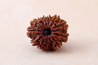 Certifed 13 Mukhi Rudraksha Single Bead Certifed 13 Mukhi Rudraksha Single Bead
