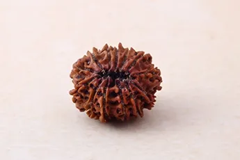 Original 13 Mukhi Rudraksha Single Bead Original 13 Mukhi Rudraksha Single Bead