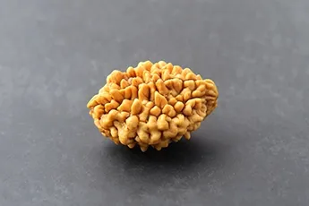 Online 2 Mukhi Rudraksha