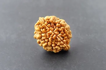 Certifed 2 Mukhi Rudraksha