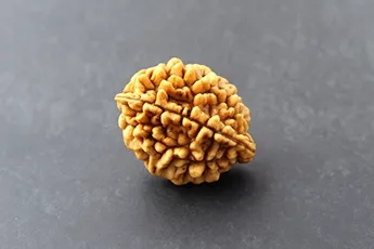 Original 2 Mukhi Rudraksha
