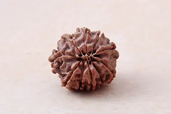 Certifed 10 Mukhi Rudraksha