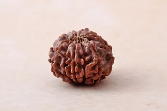 Original 10 Mukhi Rudraksha