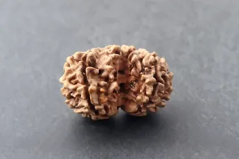 Online Gouri Shankar Rudraksha Single Bead