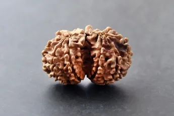 Original Gouri Shankar Rudraksha Single Bead