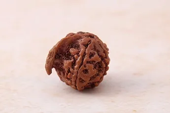 Online Ganesh Mukhi Rudraksha