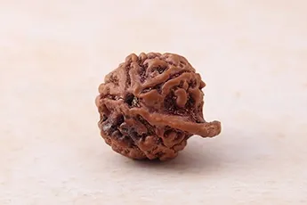 Original Ganesh Mukhi Rudraksha