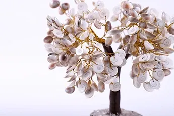 Certifed Gomtichakra Tree Certifed Gomtichakra Tree