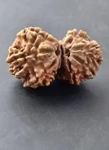 Gauri Shankar.Rudraksha. 1 Peace mall