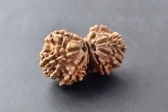 Online Gauri Shankar.Rudraksha. 1 Peace
