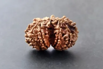 Certifed Gauri Shankar.Rudraksha. 1 Peace