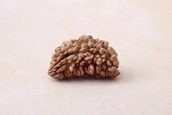 Online 1 Mukhi Rudraksha Single Bead