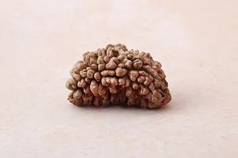Original 1 Mukhi Rudraksha Single Bead