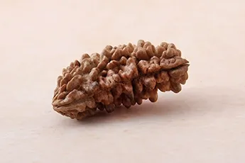 Lab Certified 1 Mukhi Rudraksha Single Bead