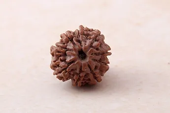 Certifed 9 Mukhi Rudraksha Single Bead