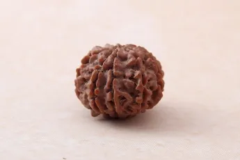 Original 9 Mukhi Rudraksha Single Bead