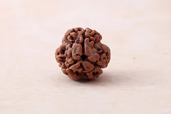 Online 3 Mukhi Rudraksha Single Bead