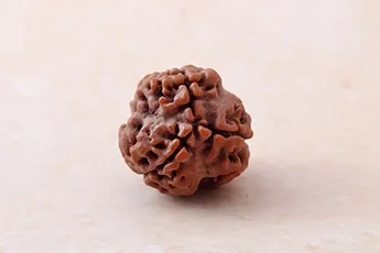 Certifed 3 Mukhi Rudraksha Single Bead