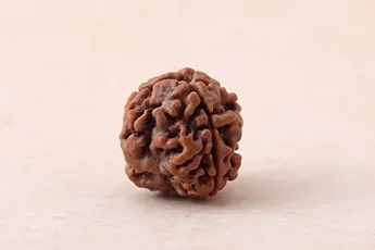 Original 3 Mukhi Rudraksha Single Bead