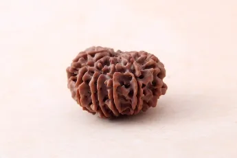 Online 11 Mukhi Rudraksha Single Bead Online 11 Mukhi Rudraksha Single Bead