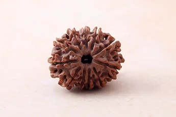 Certifed 11 Mukhi Rudraksha Single Bead Certifed 11 Mukhi Rudraksha Single Bead