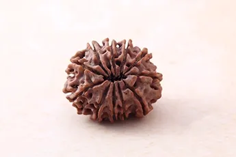 Original 11 Mukhi Rudraksha Single Bead Original 11 Mukhi Rudraksha Single Bead