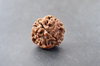 Online 4 Mukhi Rudraksha Single Bead