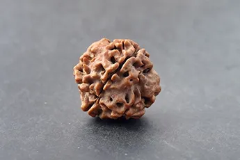 Certifed 4 Mukhi Rudraksha Single Bead