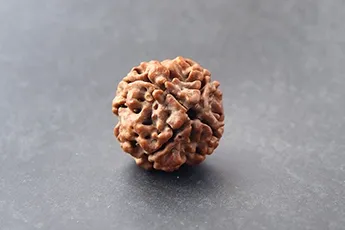Original 4 Mukhi Rudraksha Single Bead