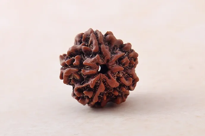 Certifed 5 Mukhi Rudraksha Single Bead