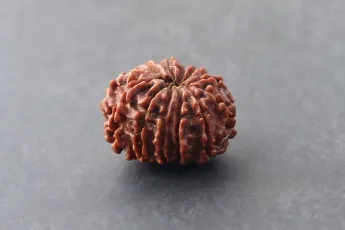 Online 12 Mukhi Rudraksha Single Bead