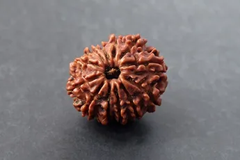 Certifed 12 Mukhi Rudraksha Single Bead