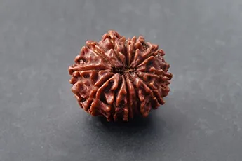 Original 12 Mukhi Rudraksha Single Bead