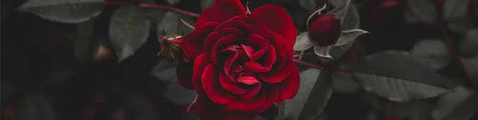Rose Day - The First Day of the Valentine Week