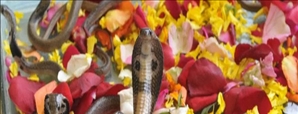 Significance Of Nag Panchami